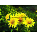 Mother Chrysanthemum Extract 10: 1 Flos Chrysanthemi Indici Extract
